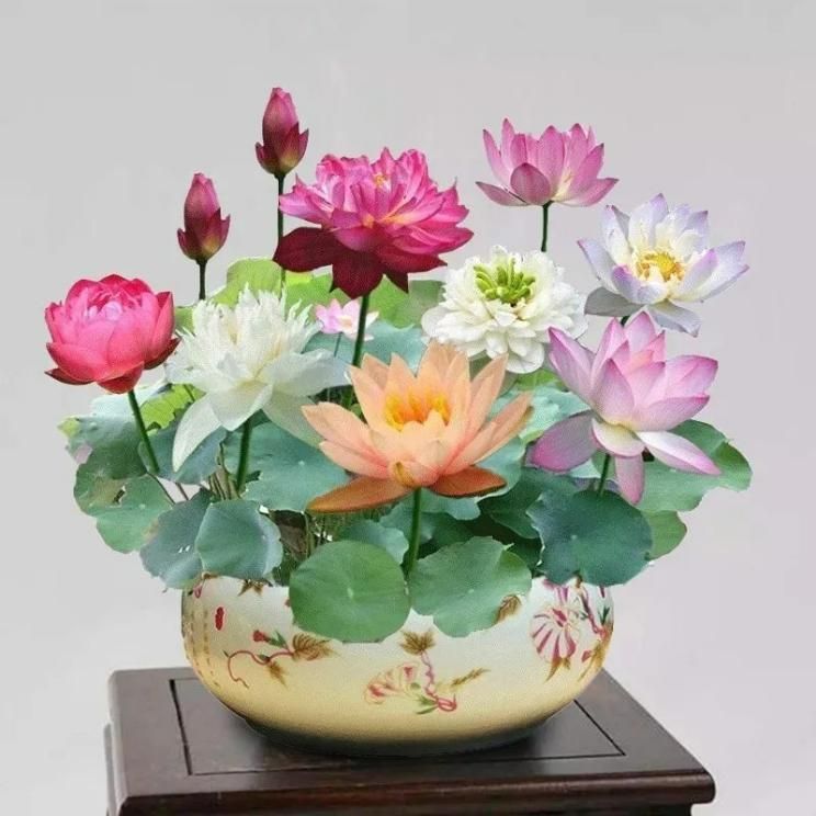 Beautiful display of Bonsai Lotus Flower Seeds in a decorative pot with vibrant colorful blooms