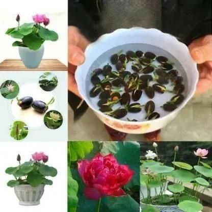 Bonsai Lotus Flower Seeds with a blooming plant and seeds in water ready for planting