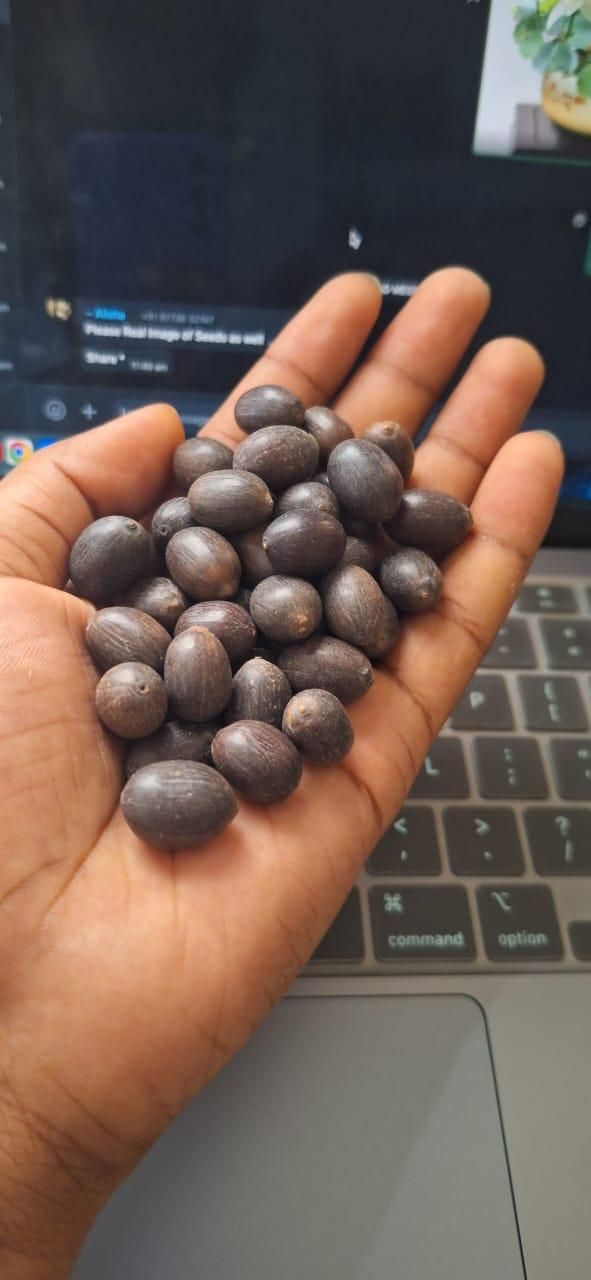 Hand holding a collection of dark seeds for growing Bonsai Lotus Flower Seeds