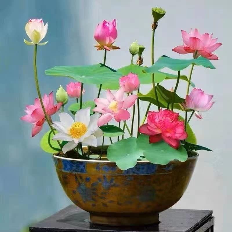 Colorful collection of Bonsai Lotus Flower Seeds in a decorative bowl with green leaves