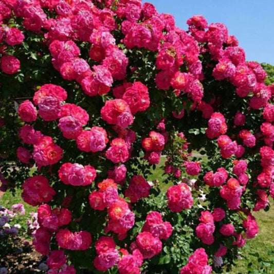 Vibrant pink flowering climbing rose seeds perfect for gardens and trellises in full bloom