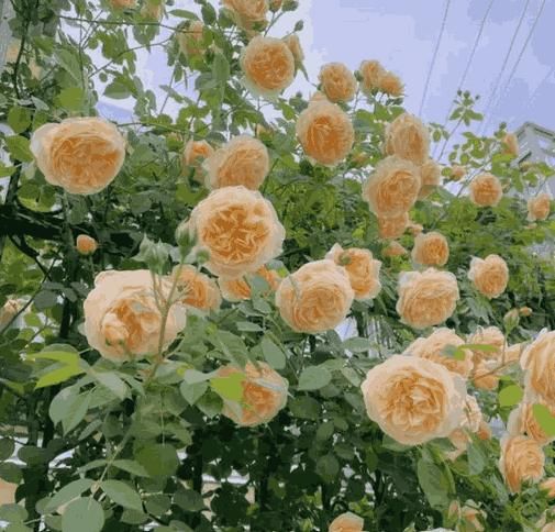 Beautiful blooming climbing rose seeds with soft yellow flowers on green vines